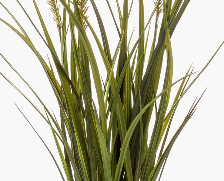 Nahaufnahme der dichten, länglichen grünen Blätter und braunen Stämme einer dekorativen Zimmerpflanze.