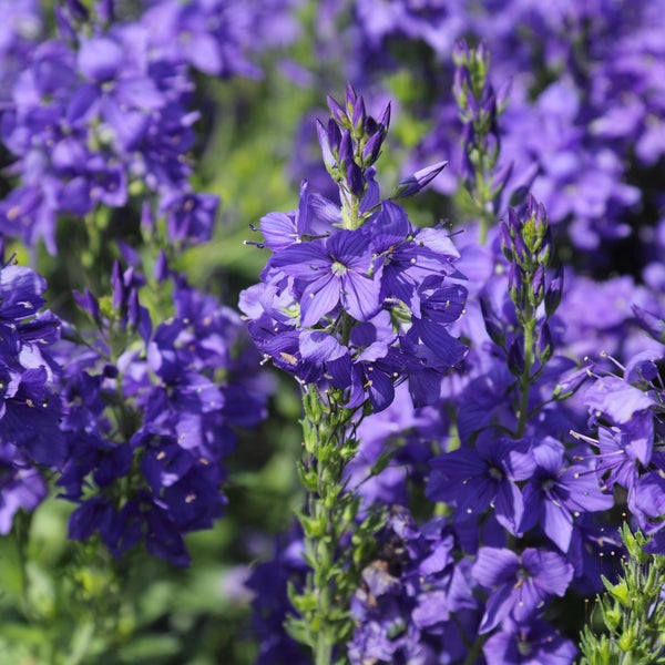 Blütenstand mit violetten Ehrenpreis Blumen