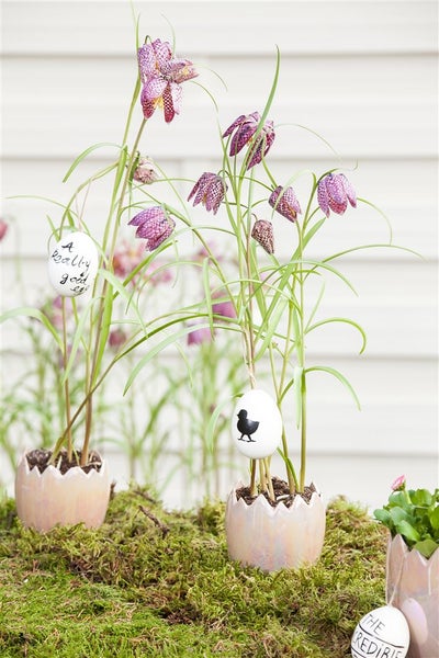 Dekorative Schachbrettblumen in Eierschalen mit Ostereiern