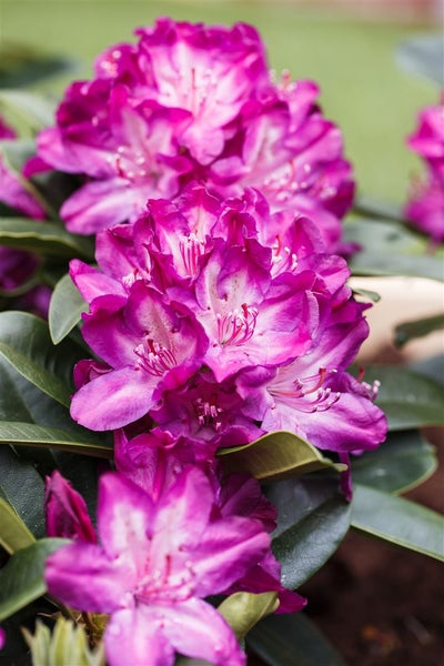 Rhododendron Hybr. 'Anatevka', rosa Blüten, 60–70 cm