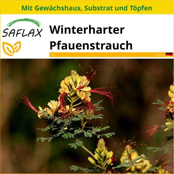 SAFLAX Anzucht Set - Winterharter Pfauenstrauch - Caesalpinia gillesii X spinosa - 10 Samen - Mit Mini-Gewächshaus, Anzuchtsubstrat und 2 Töpfen