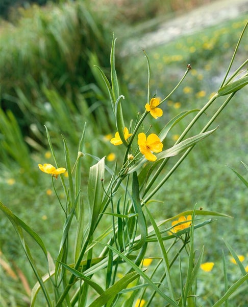 Ranunculus lingua, Zungen-Hahnenfuß, ca. 9x9 cm Topf