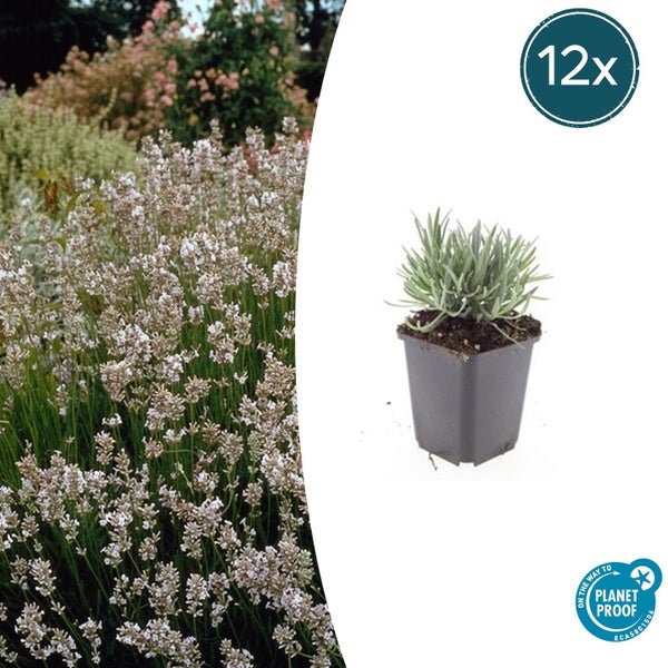 Weißer Lavendel im Topf und blühend in einem Gartenbeet, 12 Stück, Planet Proof zertifiziert.