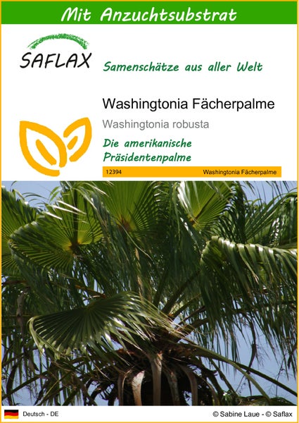 SAFLAX  - Washingtonia Fächerpalme - Washingtonia robusta - 12 Samen - Mit keimfreiem Anzuchtsubstrat