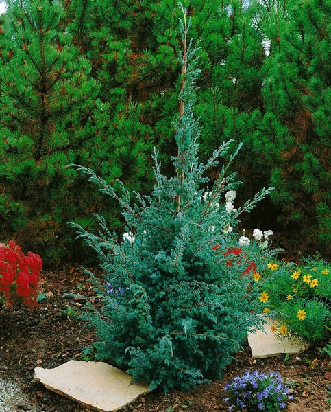 Blaue Zypresse im Gartenbeet mit Steinen und Blumen