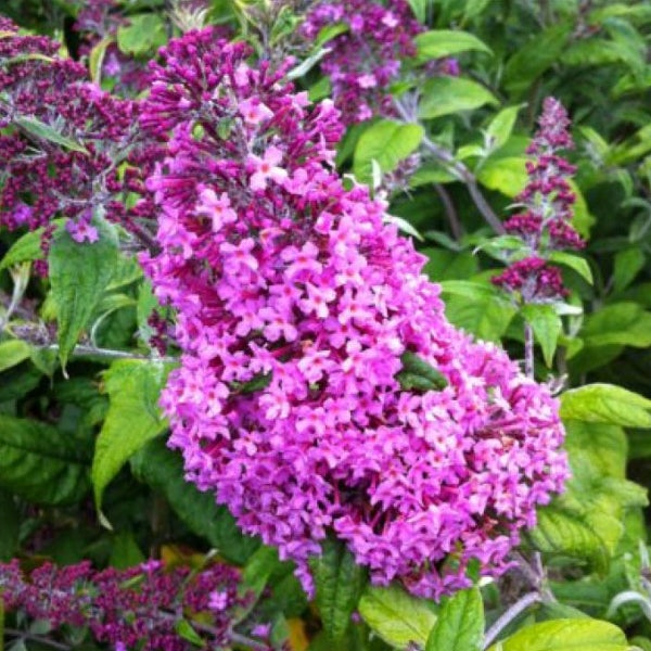 Schmetterlingsflieder mit purpurfarbenen Blüten