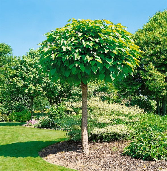 Catalpa bignonioides 'Nana', Kugeltrompetenbaum, 150 cm Stammhöhe