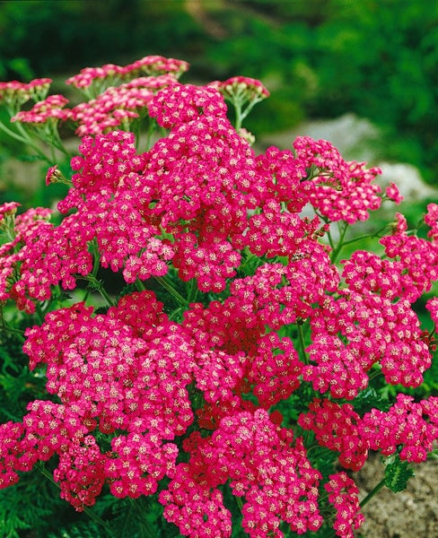 Achillea millefolium 'Cerise Queen', Schafgarbe, rosa, ca. 9x9 cm Topf