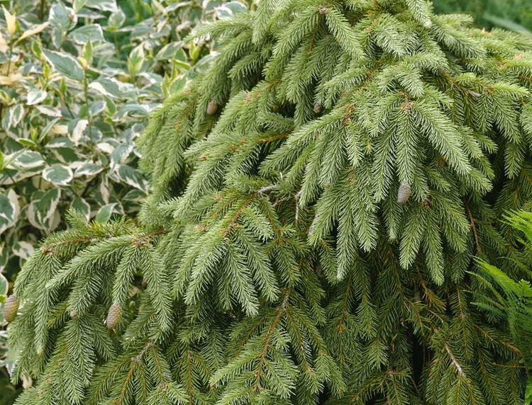 Nahaufnahme einer Zwergfichte mit Zapfen im Garten.