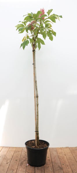 Aesculus pavia 'Rosea Nana', Zwerg-Rosskastanie, rosa Blüten, 100 cm Stammhöhe
