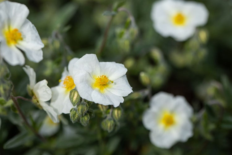 Helianthemum x cult. 'Eisbär', Sonnenröschen, weiß, ca. 9x9 cm Topf