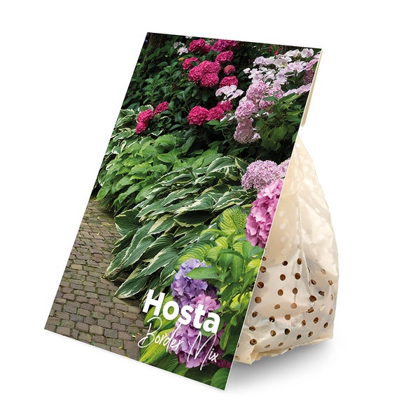 Bloomique - 5er-Mix - Hosta - Hartelie - schattige Rabattenmischung - Knollen - Gartenpflanzen - Stauden - winterhart - mehrjährig - wird bis zu 40 cm groß