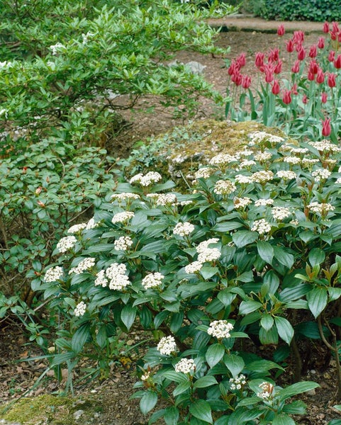 Szene mit blühendem Schneeballstrauch und Tulpen im Garten