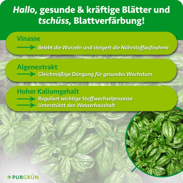 Infografik zum Purgrün Dünger mit Wirkungsweise von Vinasse, Algenextrakt und Kalium für gesunde Blätter bei Pflanzen.