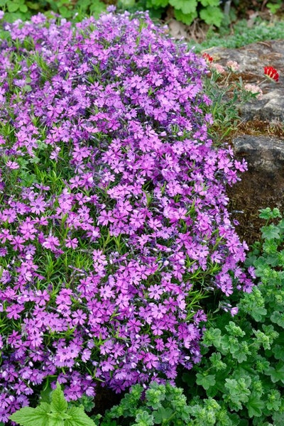 Phlox subulata 'Purple Beauty', Teppichphlox, lila, ca. 9x9 cm Topf