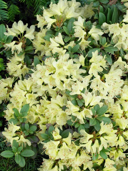 Rhododendron hanceanum 'Princess Anne', gelb, 20–25 cm