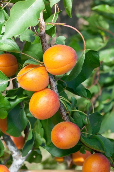 Prunus armeniaca 'Temporao de Villa France', Aprikose, 150–200 cm