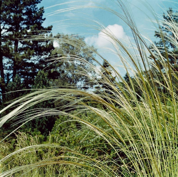 Stipa barbata, Federgras, ca. 9x9 cm Topf