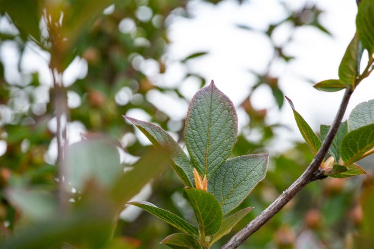Stewartia pseudocamellia, Japanische Scheinkamelie, 125–150 cm