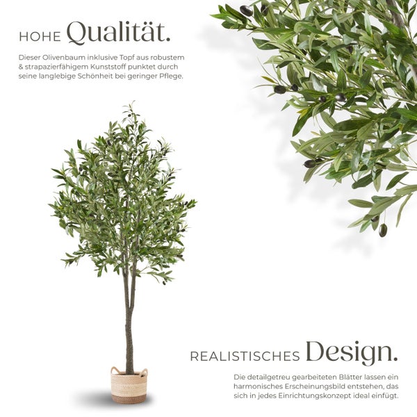 Dekorativer Olivenbaum im Topf für den Innenbereich