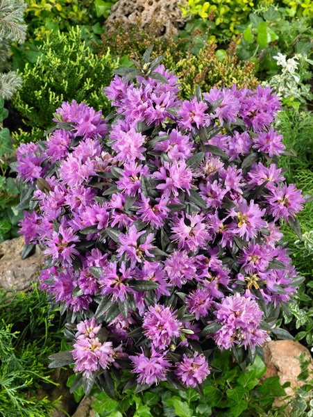 Rhododendron russatum 'Azurwolke', blauviolett, 15–20 cm