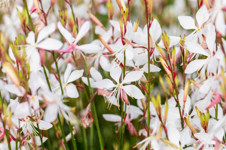 Gaura lindheimerii, Prachtkerze, weiß, ca. 11x11 cm Topf