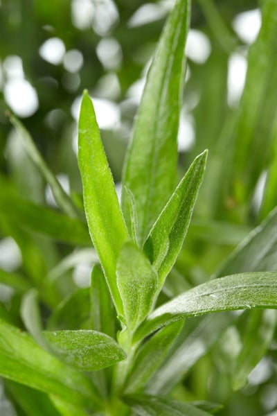 Artemisia dracunculus, Estragon, aromatisch, ca. 9x9 cm Topf