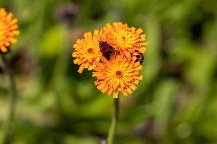 Hieracium aurantiacum, Orangerotes Habichtskraut, ca. 9x9 cm Topf