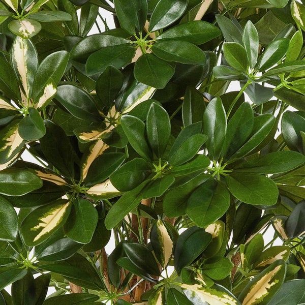 Nahaufnahme einer Strahlenaralie mit grün-gelb panaschierten Blättern.