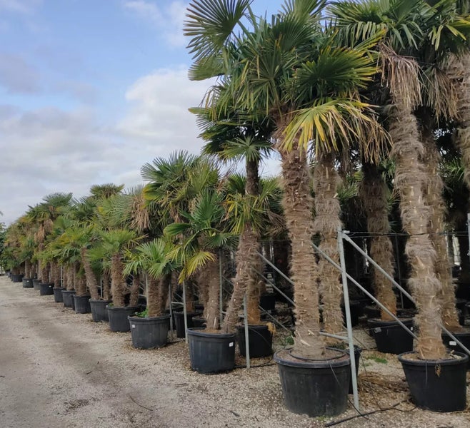 Trachycarpus Fortunei Hanfpalme ca. 300 cm Hoch Winterhart bis –19 °C
