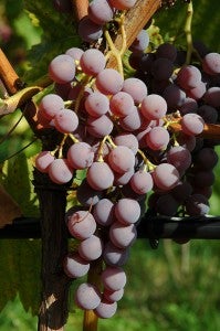 Eine Traube mit vielen reifen, runden Traubenbeeren an einer Weinrebe im Freien.