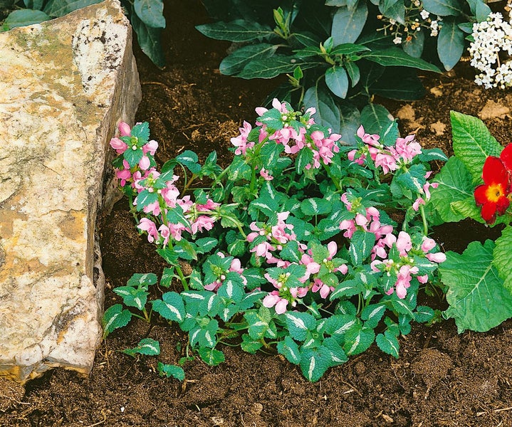 Lamium maculatum 'Shell Pink', Taubnessel, zartrosa, ca. 9x9 cm Topf