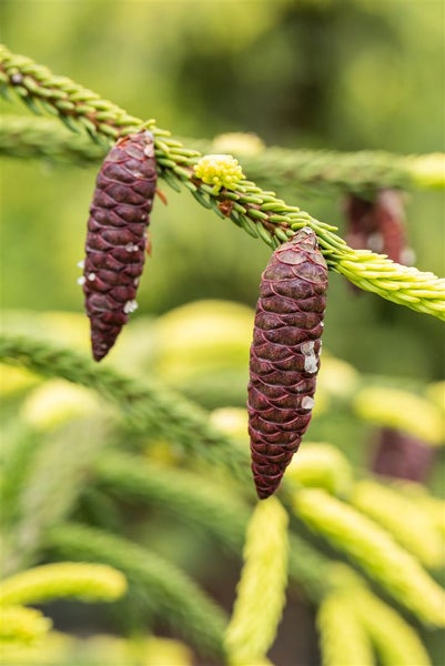 Picea orientalis 'Aurea', Orientalische Fichte, goldgelb, 70–80 cm