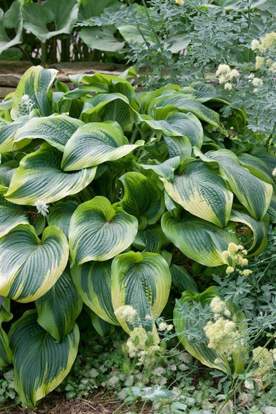 Hosta x fortunei 'Aureomarginata', Gelbrand-Funkie, ca. 11x11 cm Topf