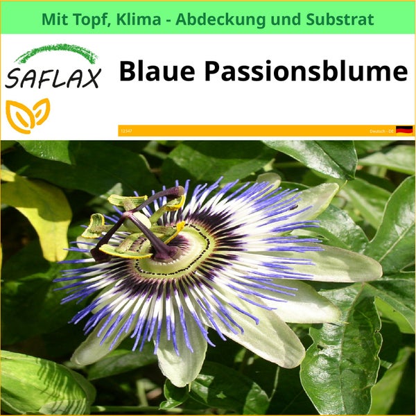 Blaue Passionsblume im Topf mit Klima-Abdeckung und Substrat