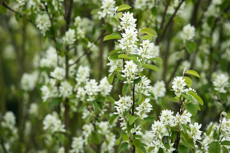 Amelanchier alnifolia 'Northline', Felsenbirne, 40–60 cm, essbare Früchte