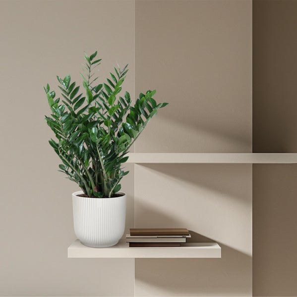 Zamioculcas zamiifolia - Zamio-Palme - Glcksfeder - | HORNBACH