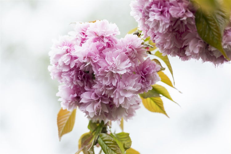 Prunus serrulata 'Kanzan', Japanische Blütenkirsche, rosa, 125 cm Stammhöhe