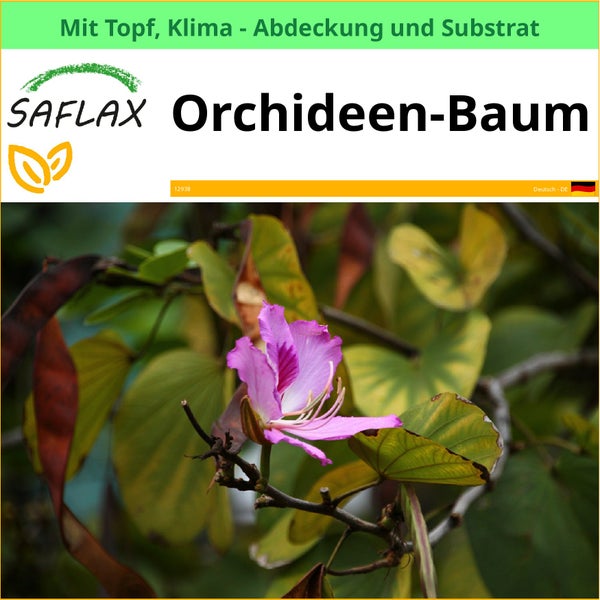 Saflax Orchideenbaum mit Topf, Klimaabdeckung und Substrat