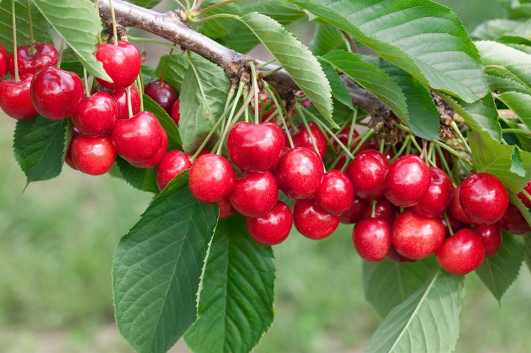 Prunus avium 'Lapins', Süßkirsche, selbstfruchtend, 150–200 cm