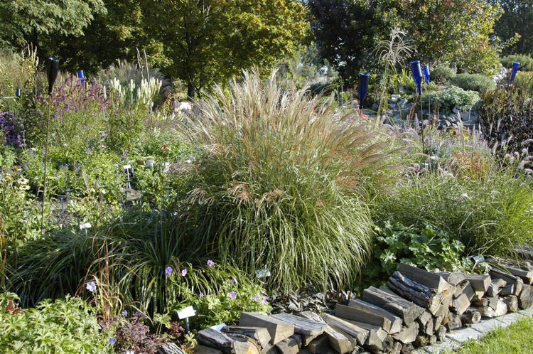 Miscanthus sinensis 'Adagio', Chinaschilf, kompakt, 3-5 Liter Container