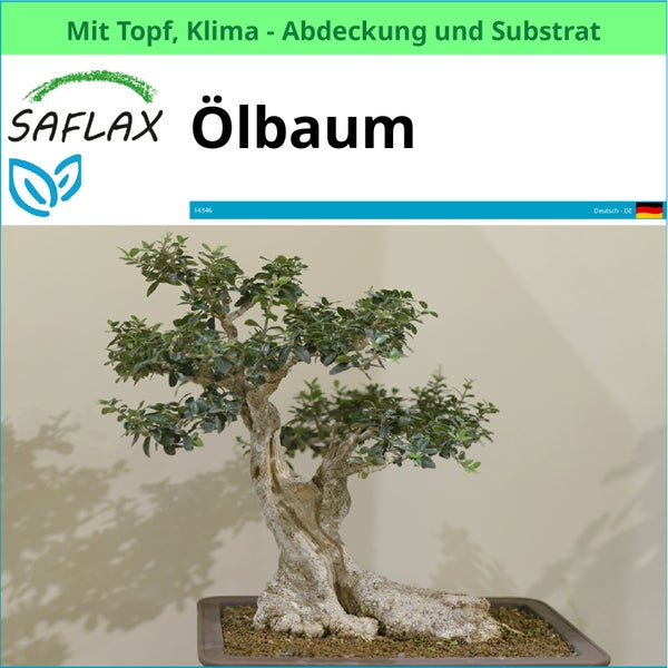 SAFLAX Garden to go - Ölbaum - Olea europea - 20 Samen - Mit Topf, Klima - Deckel und Anzuchtsubstrat