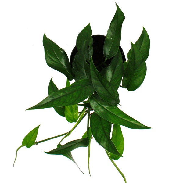 Epipremnum pinnatum Cebu Blue - blaugrüne Efeutute - 12cm Topf
