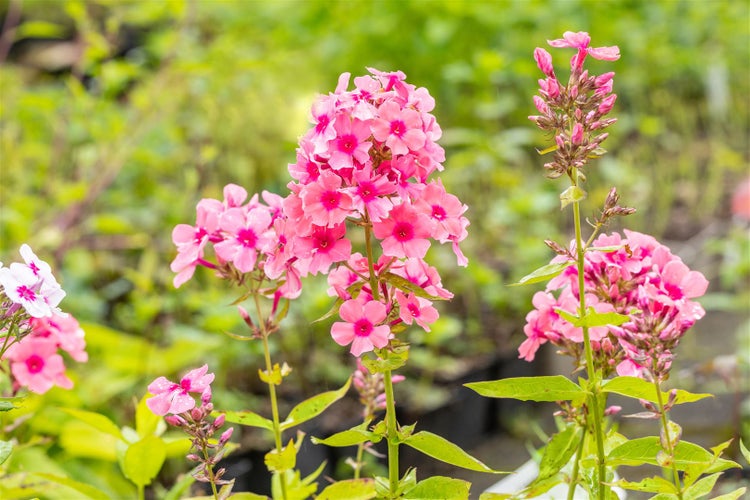 Phlox paniculata 'Windsor', Flammenblume, rosa, ca. 11x11 cm Topf