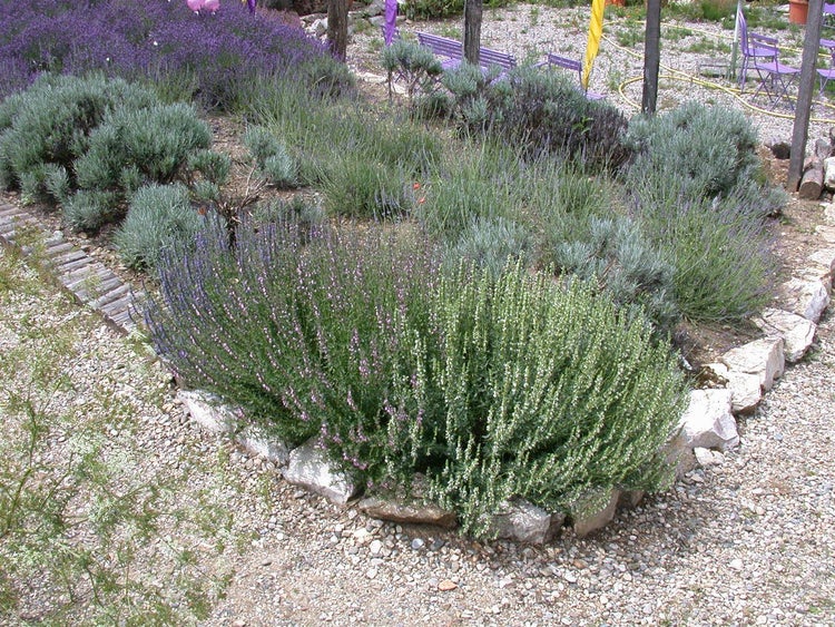 Lavandula x intermedia 'Grappenhall', Lavendel, silbergrau, ca. 9x9 cm Topf