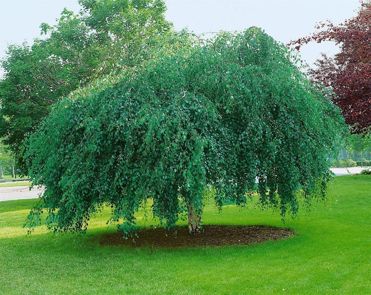 Betula pendula 'Youngii', Hängebirke, 100 cm Stammhöhe