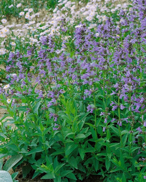 Nepeta sibirica, Katzenminze, blauviolett, ca. 9x9 cm Topf