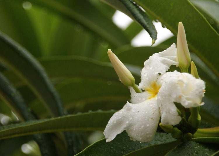 SAFLAX Garden to go - Madagascar - Palme - Pachypodium lamerei - 10 Samen - Mit Topf, Klima - Deckel und Anzuchtsubstrat