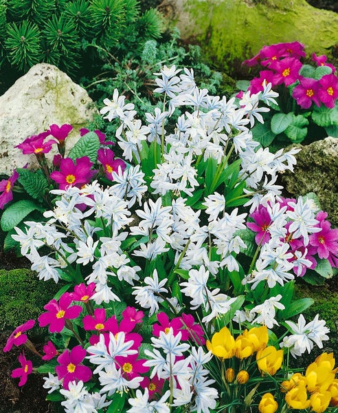 Bunte Blumenbeet-Szene mit Primeln, Krokussen und Zwiebelblumen