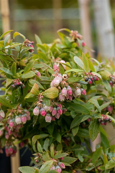 Blühender Heidelbeerstrauch mit zahlreichen kleinen glockenförmigen Blüten und grünen Blättern.